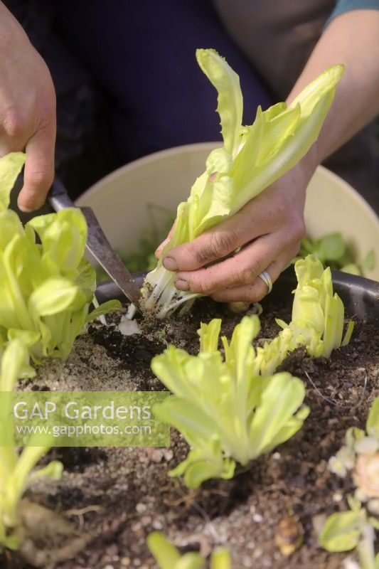 Gardener harvesting shoots of forced Chicory - Cichorium intybus 'Witloof' for a salad using a sharp knife