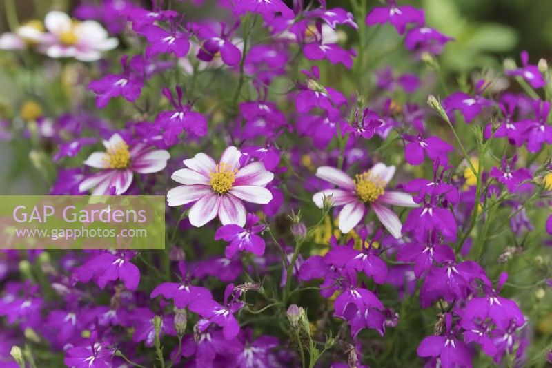 Bidens Firelight with Lobelia Star Purple