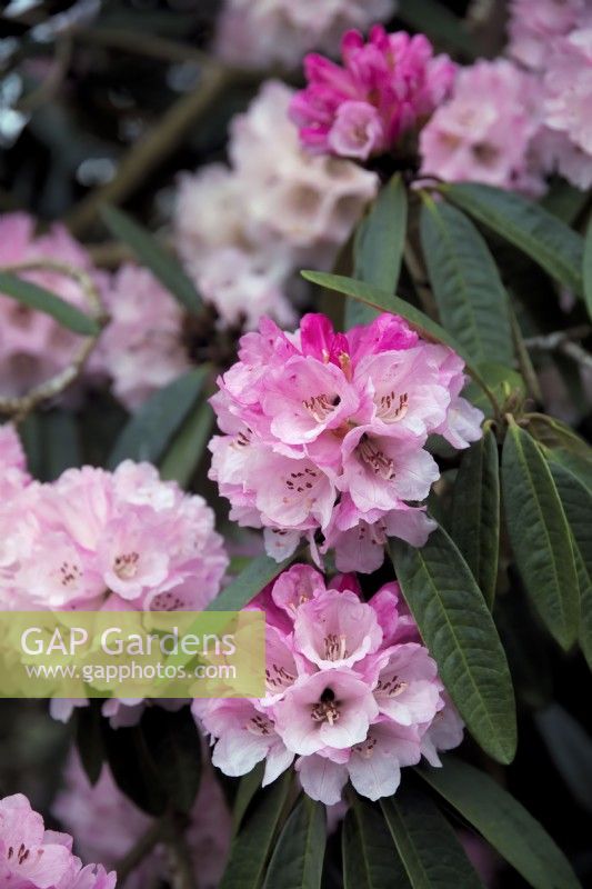 Rhododendron arboreum pink form