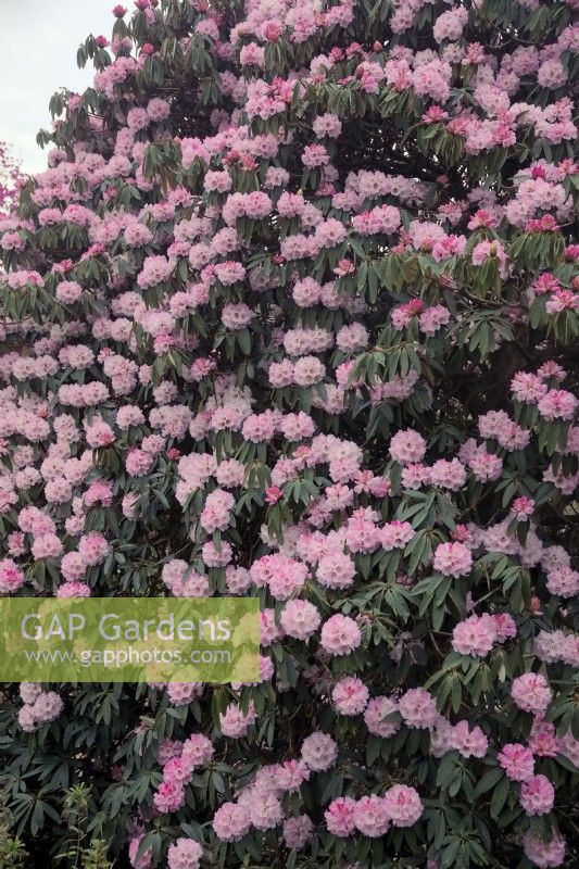 Rhododendron arboreum pink form
