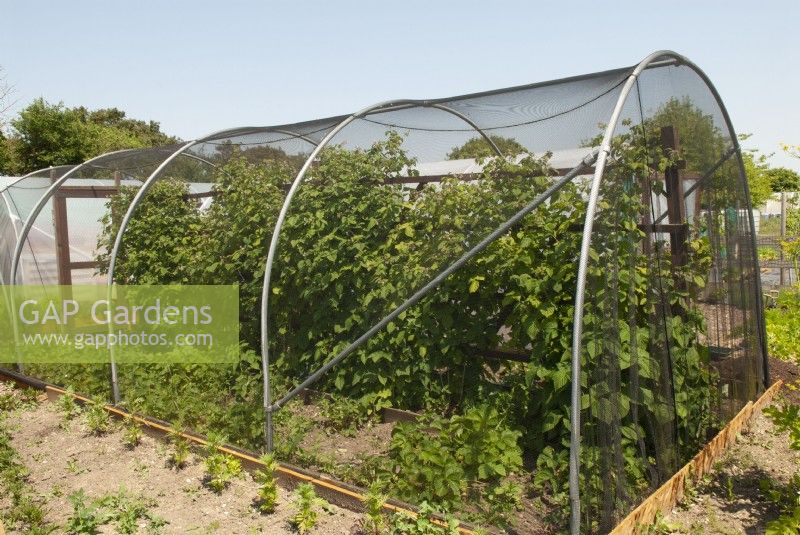 Large fruit cage housing row of Raspberry canes and bed of Strawberries - Open Gardens Day, Shelfanger, Norfolk