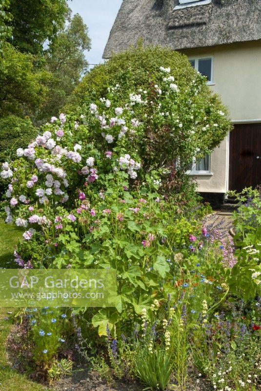 Border of various perennial plants, roses and shrubs in front garden of thatched country cottage - Garden Festival Day, Fressingfield, Suffolk