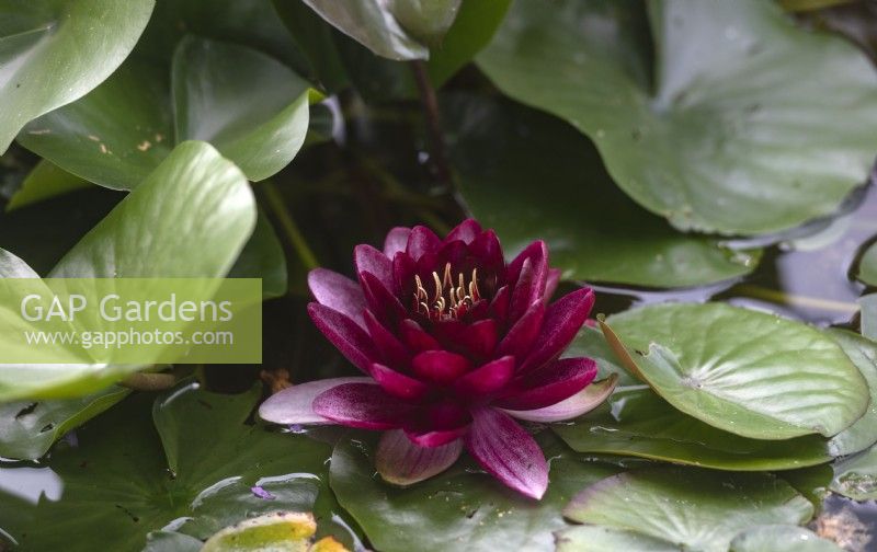 Nymphaea 'Almost black' water lily