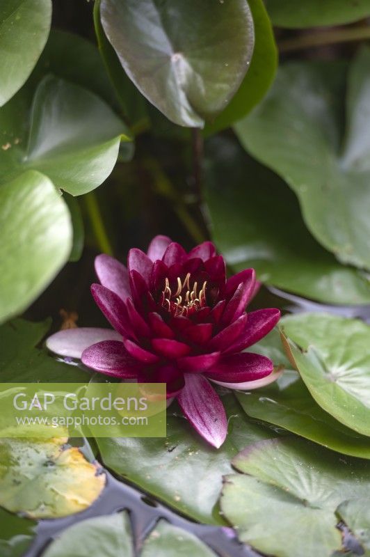 Nymphaea 'Almost black' water lily