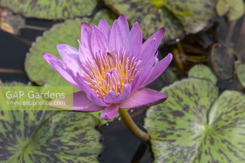 Nymphaea 'Pink Perfection' water lily