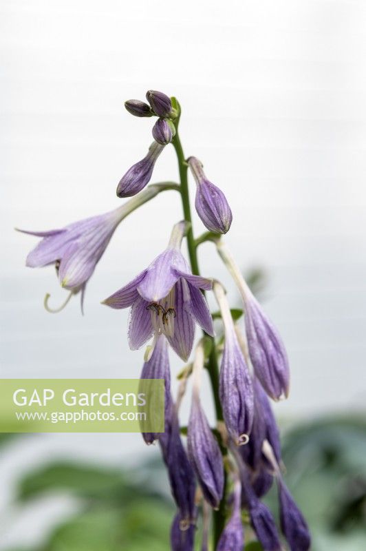 Hosta nakaiana 'Golden tiara'