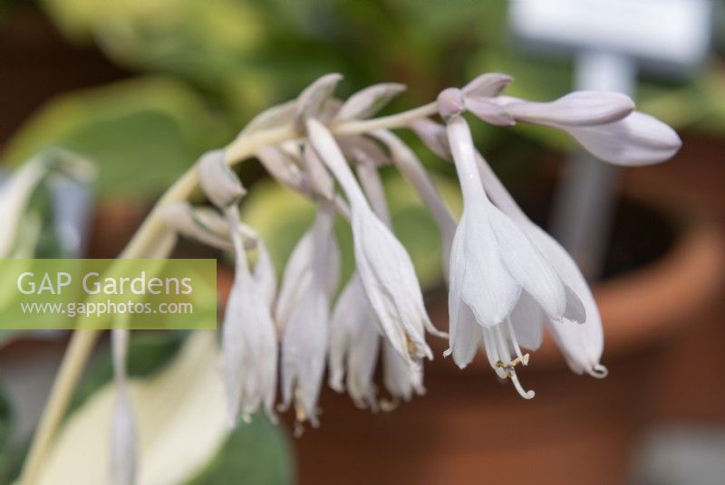 Hosta 'Marilyn Monroe'