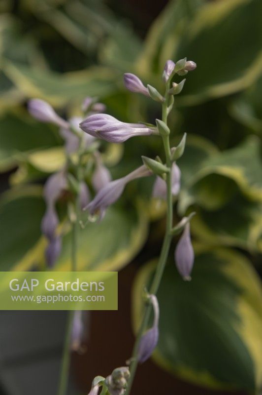 Hosta 'Amy Elizabeth'