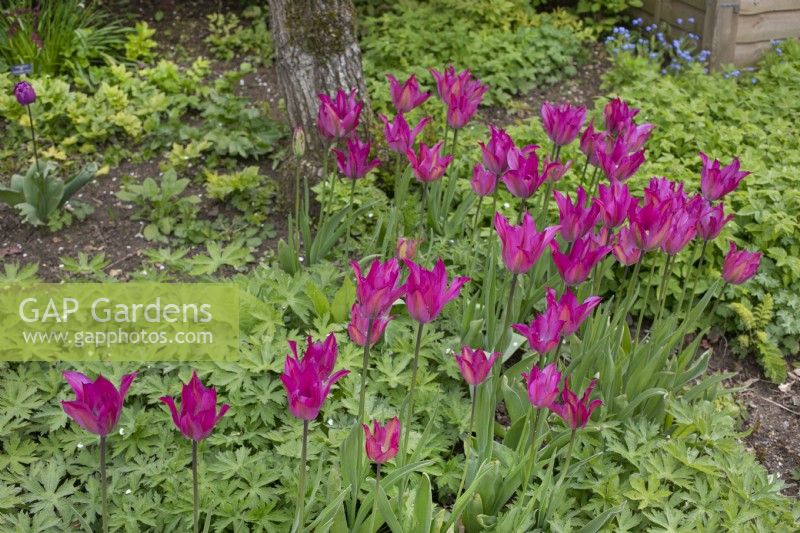 Tulipa 'Purple Dance' at Barnsdale Gardens, April