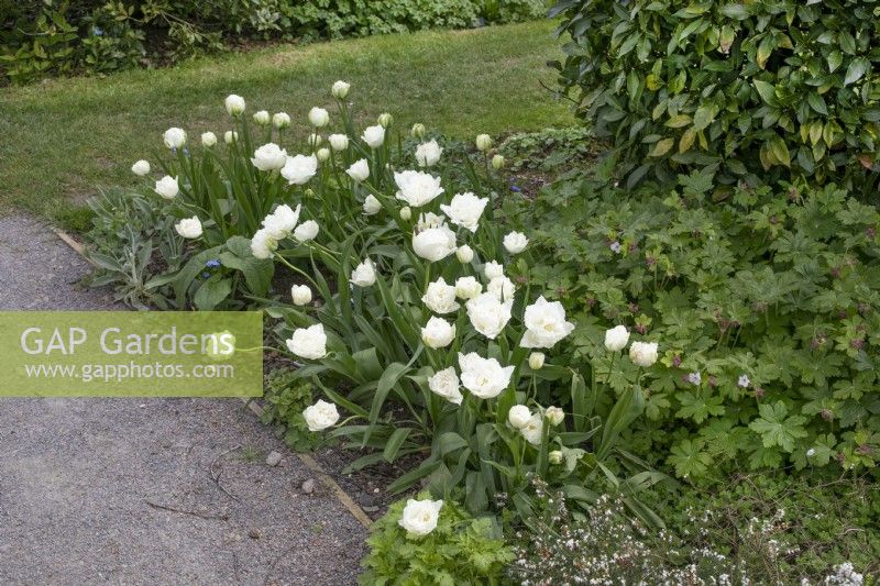 Tulipa 'Snow Crystal' at Barnsdale Gardens, April