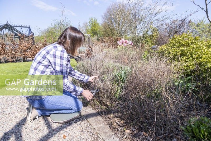 Woman cutting back dried salvia growth