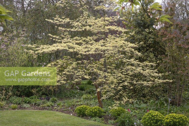 Cornus controversa 'Variegata' at Barnsdale Gardens, April