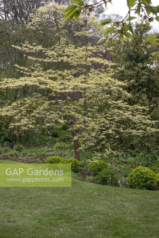 Cornus controversa 'Variegata' at Barnsdale Gardens, April