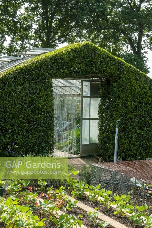 Laurus nobilis - Bay - clipped to shape around entrance to greenhouse with vegetable bed in front - Garden Festival Day, Fressingfield, Suffolk