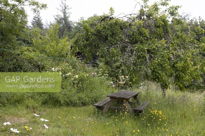 A picnic table within a wild, overgrown cottage style garden with trees behind. June. Summer. 