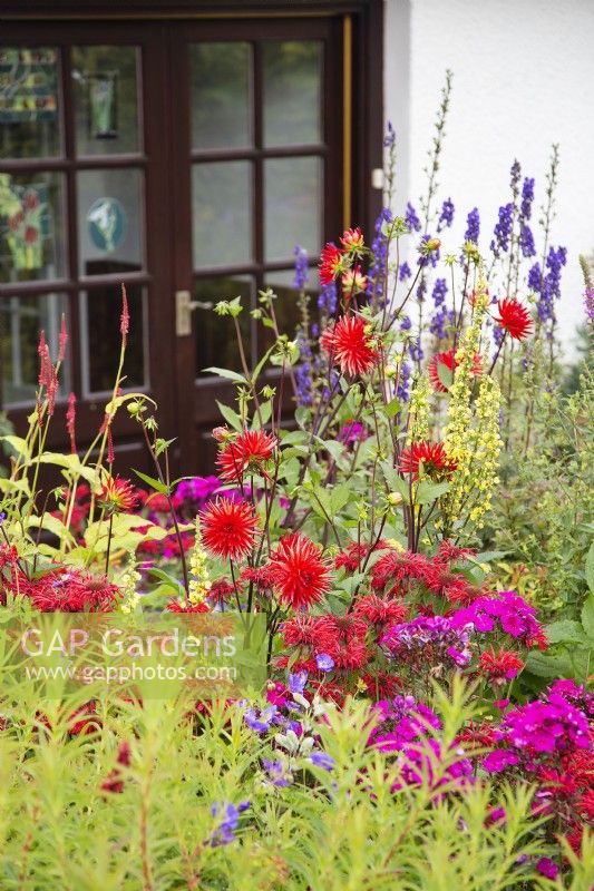 Dahlias, verbascum, monarda etc by house