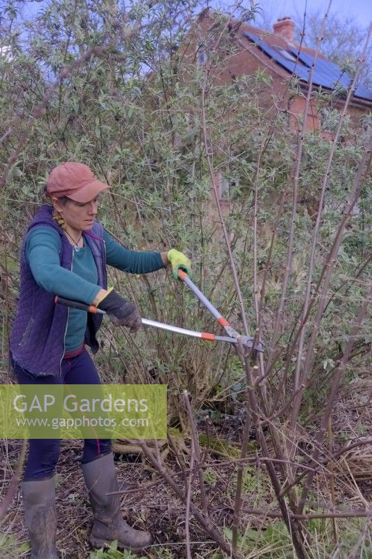 Gardener pruning a young plant of Sambucus in early spring with long-handled loppers to encourage strong new growth