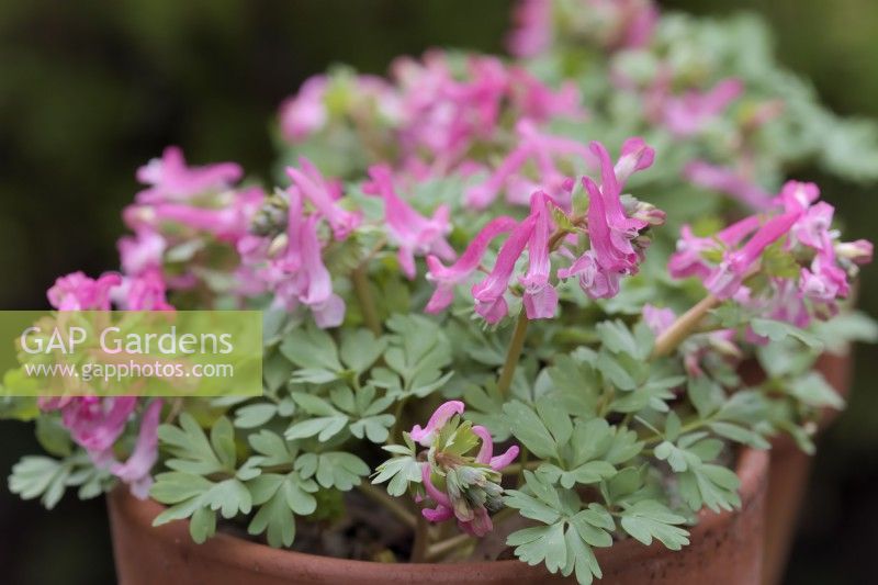 Corydalis 'Beth Evans' in mid March in clay terracotta pot