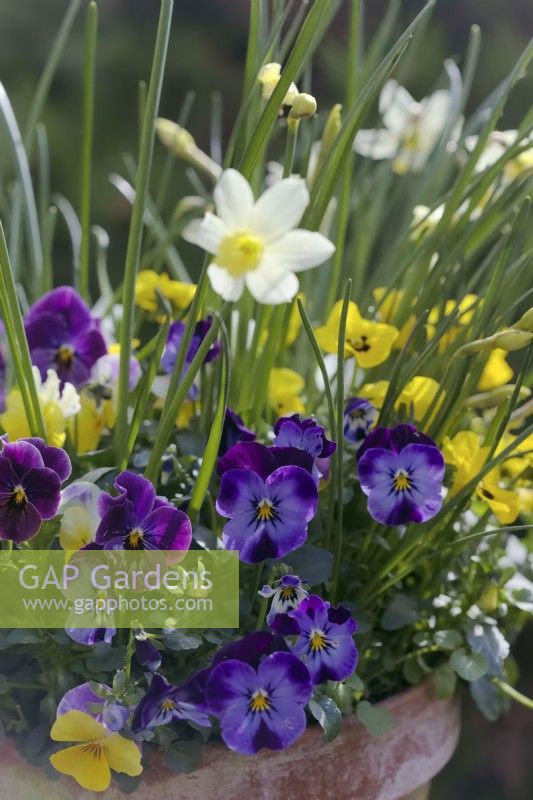 Narcissus 'Sailboat' with Violas in a clay terracotta pot in late March