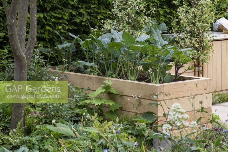 A wooden raised bed planted with Kohl rabi.