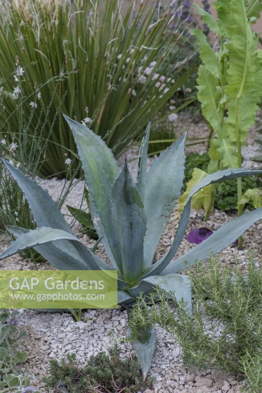 Growing in a Mediterranean style gravel garden, Agave americana, century plant, a spiny fleshy succulent.