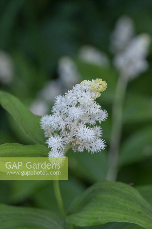 Maianthemum racemosum syn. Smilacena racemosa, false solomon's seal, an herbaceous perennial with pointed leaves beneath fragrant, creamy white flowers in May.