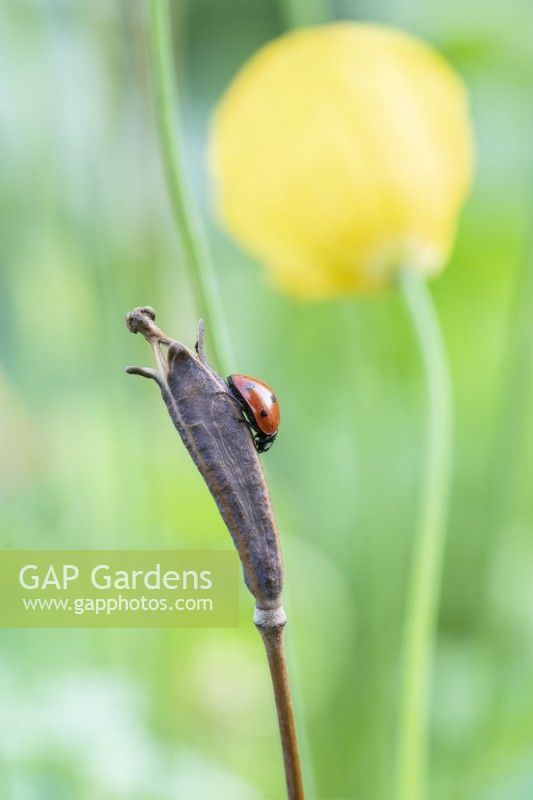 Coccinellidae on Papaver cambricum - Ladybird on a Welsh poppy seedpod