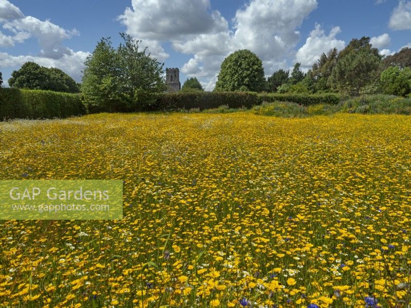 Glebionis segetum - Corn marigolds in cultivated wildflower meadow  at East Ruston Old Vicarage Norfolk UK June
