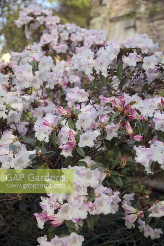 Rhododendron 'Lady Alice Fitzwilliam'