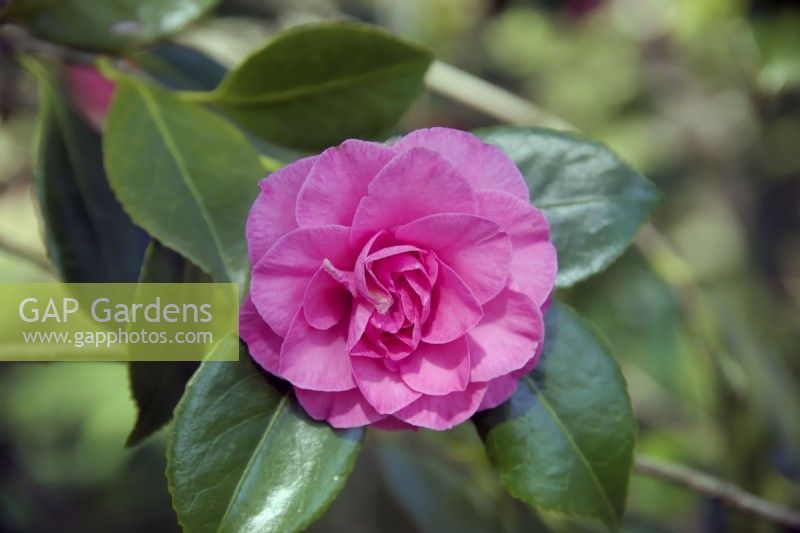 Camellia japonica 'In the Pink'