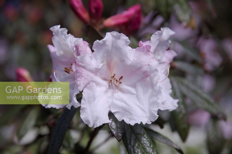 Rhododendron 'Actress'