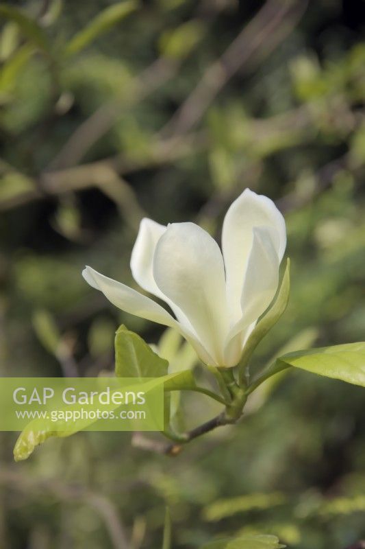 Magnolia 'Petit Chicon'