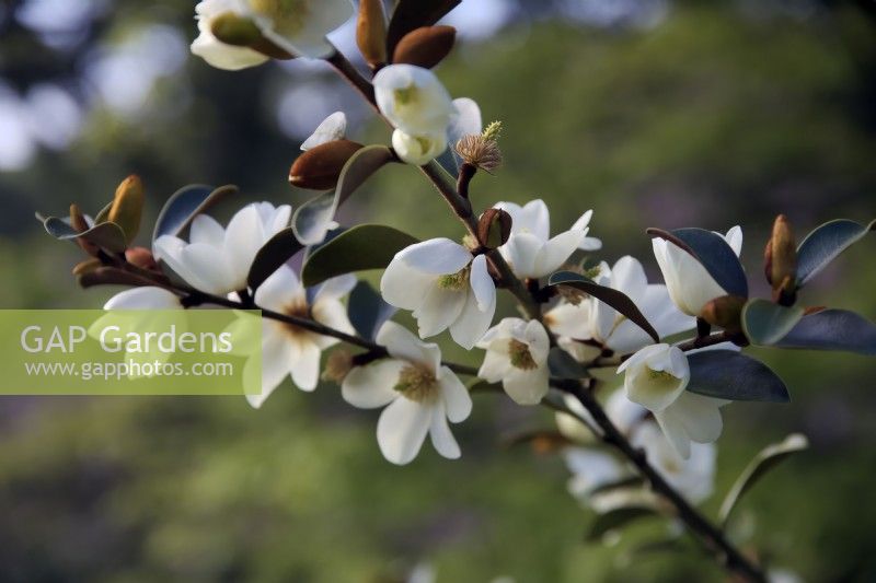 Magnolia laevifolia