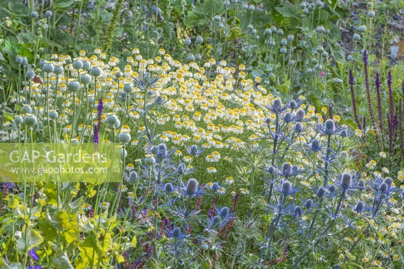 Eryngium x zabelii 'Violet' flowering with Anthemis tinctoria 'E.C. Buxton' in an informal country cottage garden border in Summer - June