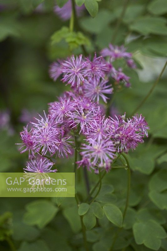 Thalictrum 'Black Stockings'. Summer.