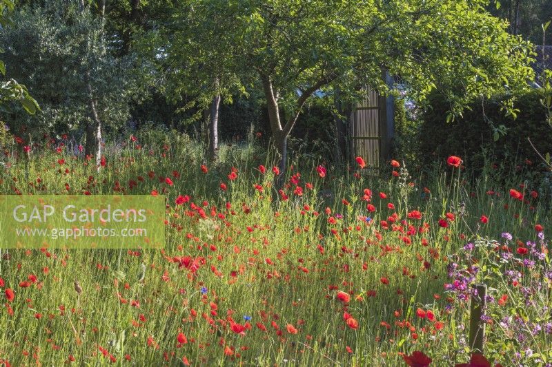 Wild meadow of Papaver rhoeas in orchard