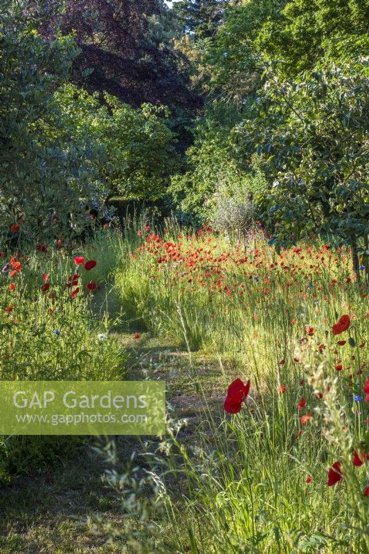 Path through wild flower meadow with Papaver rhoeas and Centaurea cyanus