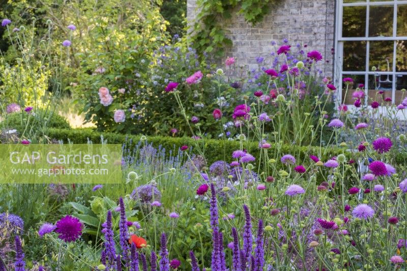 Terrace border with Allium cristophii, Salvias, Scabious and Papaver with house and window in background