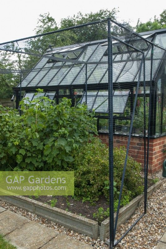 Fruit cage with nylon netting beside greenhouse, containing Redcurrant and Gooseberry bushes - Open Gardens Day, Tuddenham, Suffolk