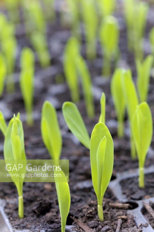 Germinating Sweet Corn - Zea mays 'Earlibird' with a single seed sown in each plug.