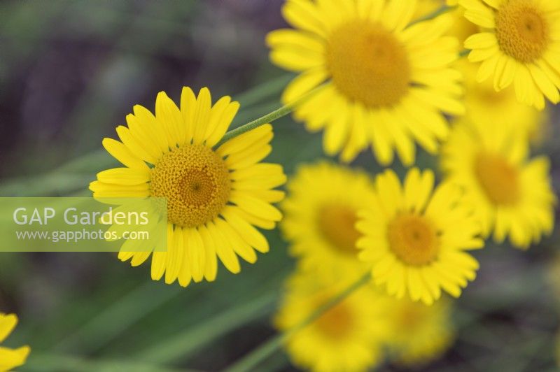 Anthemis tinctoria, golden marguerite