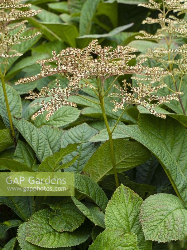 Rodgersia Aesculifolia in flower July Summer