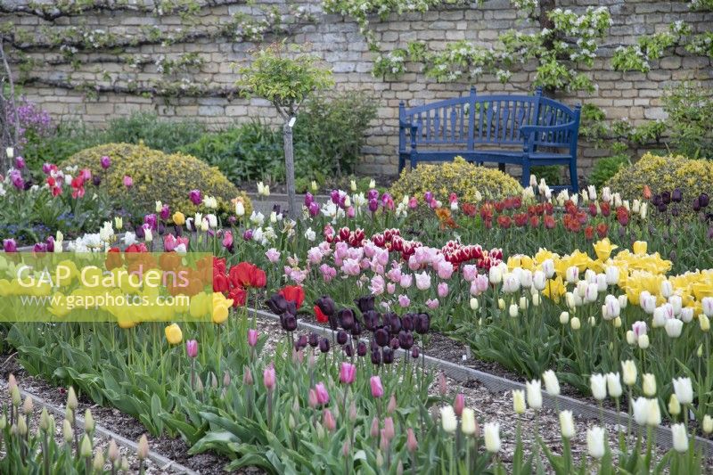 Tulips in the Kitchen Garden at Grimsthorpe Castle, April