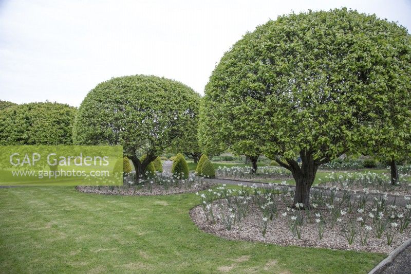 Cydonia oblonga clipped trees underplanted with white daffodils in the Kitchen Garden at Grimsthorpe Castle, April