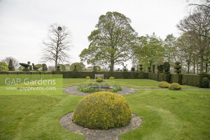 Topiary hedges at Grimsthorpe Castle, April