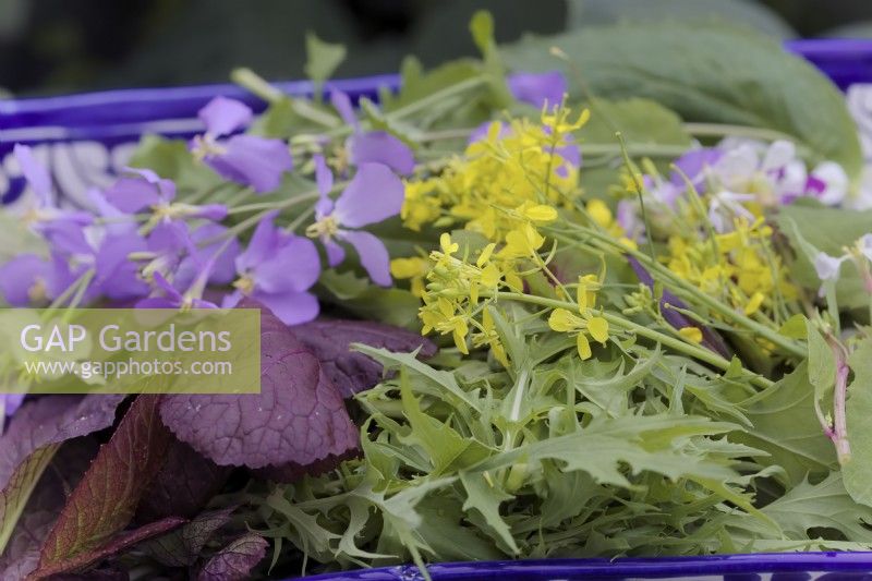 Mustard Red Lion - Brassica oleracea botrytis 'Red Lion' with Cultivated Salad Rocket leaves - Eruca sativa and the Edible Flowers of Mizuna - Brassica rapa nipposinica - yellow,  the mauve flowers of Orychophragmus violaceus - Chinese violet cress