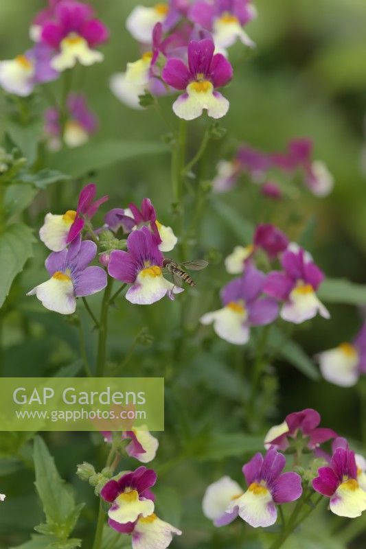 Nemesia Cream Surprise with a hoverfly - Episyrphus balteatus - Marmalade Fly