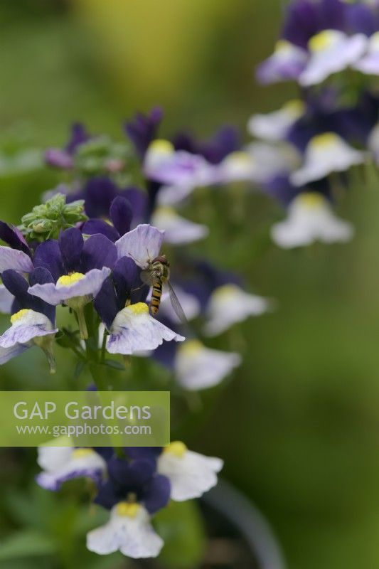 Nemesia Nuvo Blue Bicolour with Episyrphus balteatus - Marmalade Fly