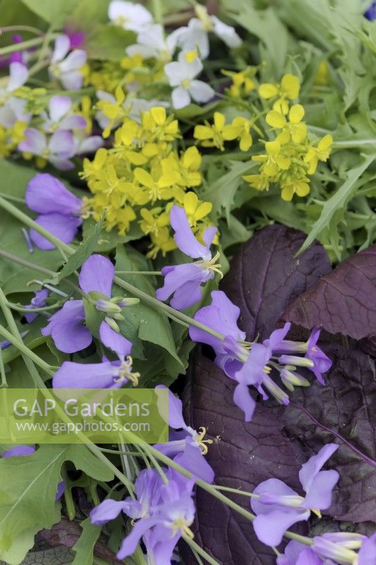 Mustard Red Lion - Brassica oleracea botrytis 'Red Lion' with Cultivated Salad Rocket leaves - Eruca sativa and the Edible Flowers of Mizuna - Brassica rapa nipposinica - yellow,  the mauve flowers of Orychophragmus violaceus - Chinese violet cress and the white and pink flowers of Radish - Raphanus sativus