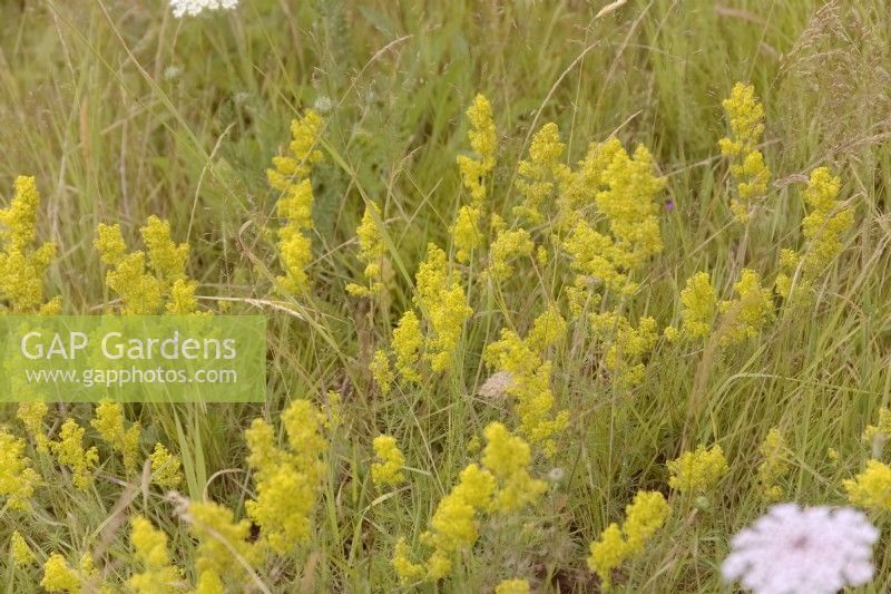 Ladys Bedstraw - Galium verum